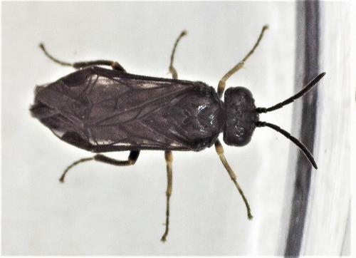 Réf. 252 709 : Endelomyia aethiops